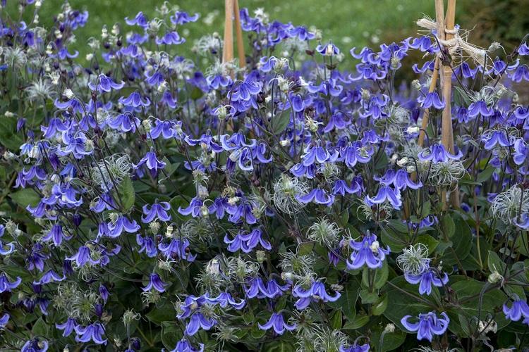 Клематис - фото