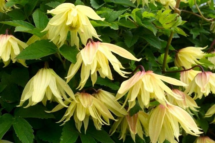 Клематис - фото