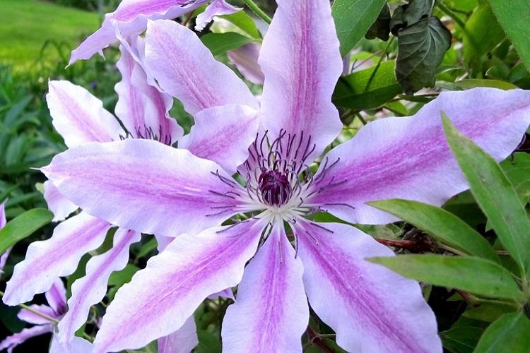 Клематис - фото