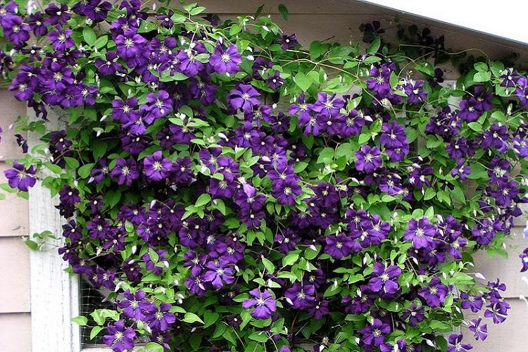 Клематис - фото