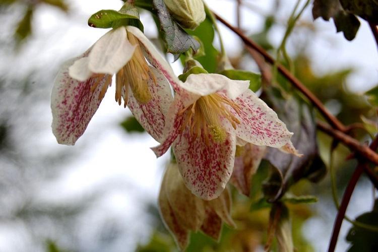 Клематис - фото