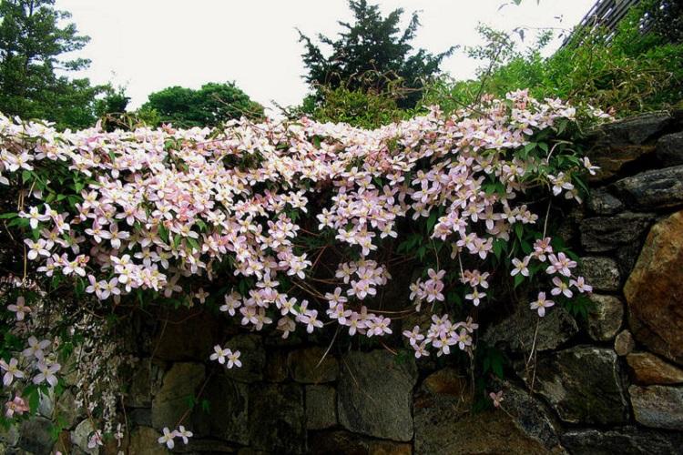 Клематис - фото