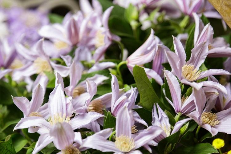 Клематис - фото