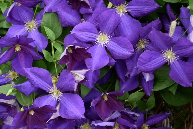 Клематис - фото