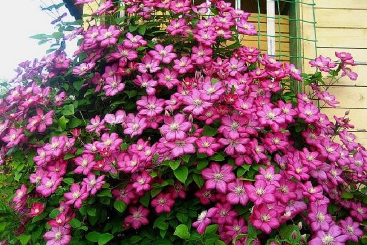 Клематис - фото