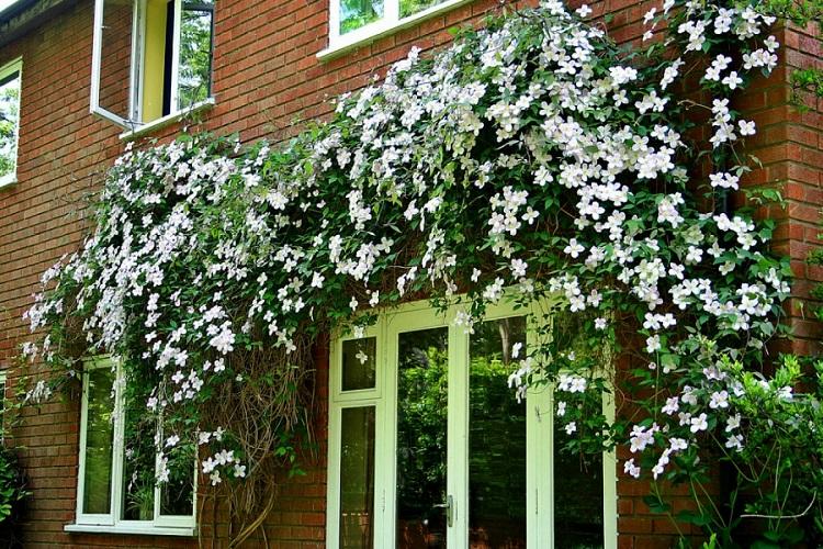 Клематис - фото