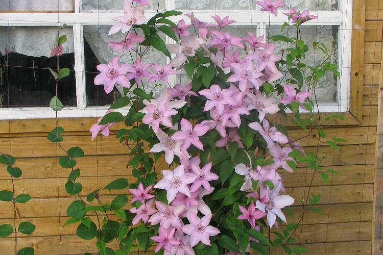 Клематис - фото