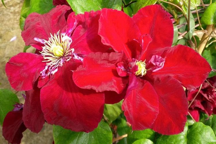 Клематис - фото