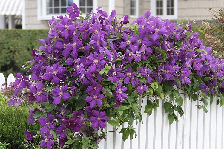 Клематис - фото