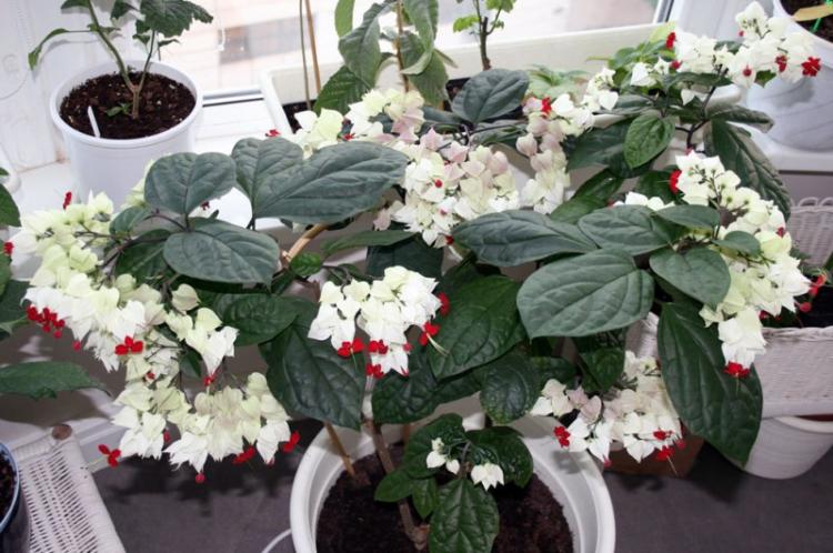 Температура - Уход за клеродендрумом Томпсона