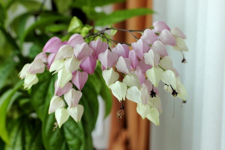 Удобрения и подкормка - Уход за клеродендрумом Томпсона