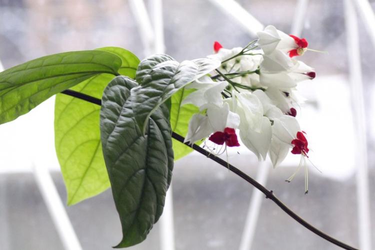 Обрезка - Уход за клеродендрумом Томпсона