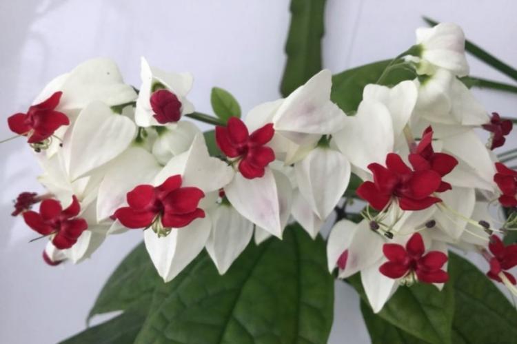 Обрезка - Уход за клеродендрумом Томпсона