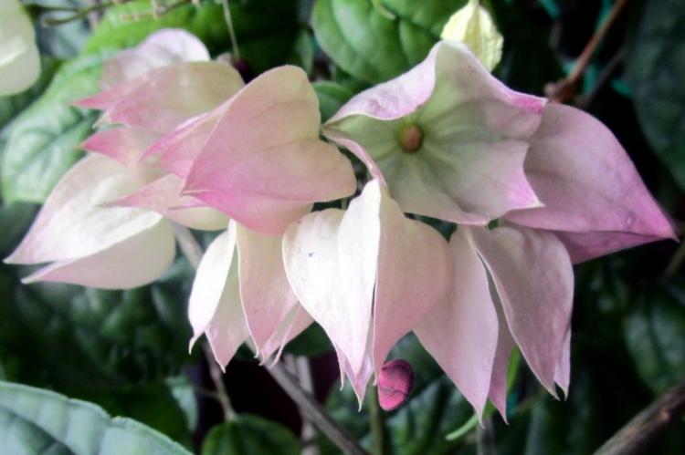 Как заставить клеродендрум Томпсона цвести