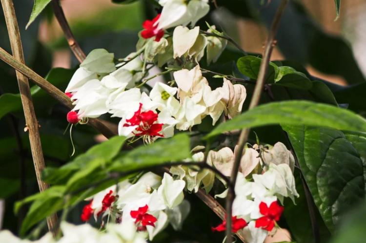 Вредители и болезни - Клеродендрум Томпсона