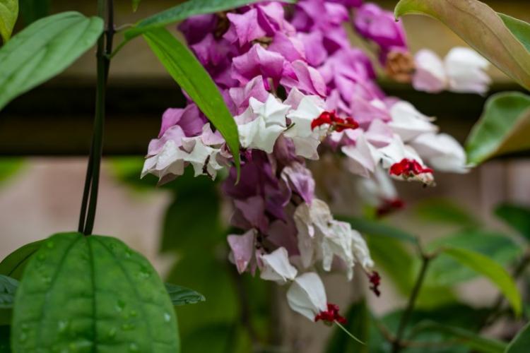 Вредители и болезни - Клеродендрум Томпсона