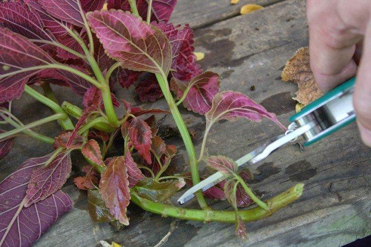 Размножение - Уход за колеусом