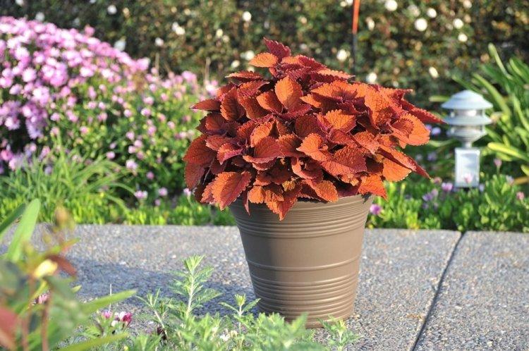 Колеус - фото