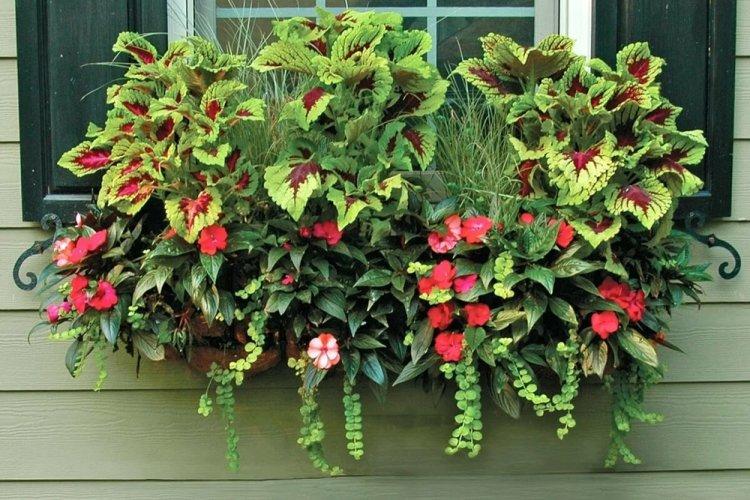 Колеус - фото