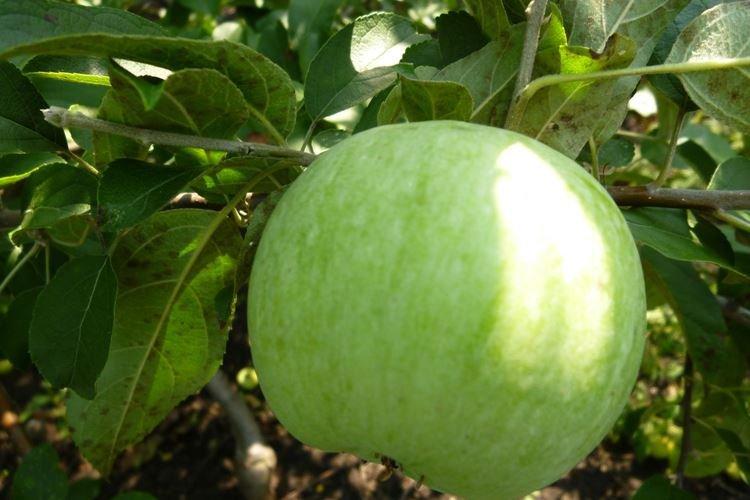 Полив - Уход за колоновидной яблоней Президент