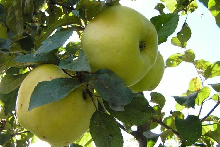 Подкормка - Уход за колоновидной яблоней Президент