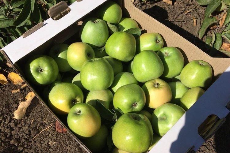 Сбор урожая - Уход за колоновидной яблоней Президент