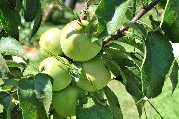 Посадка колоновидной яблони Президент