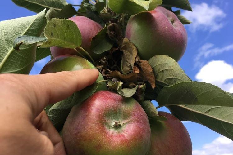 Общее описание - Колоновидная яблоня