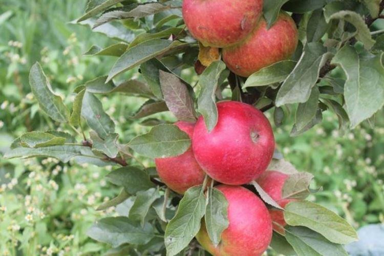 Сенатор - Сорта колоновидной яблони