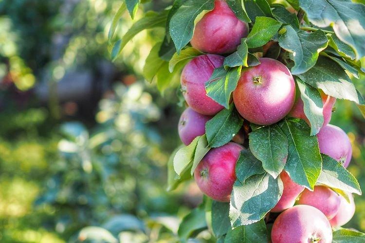 Джин - Сорта колоновидной яблони