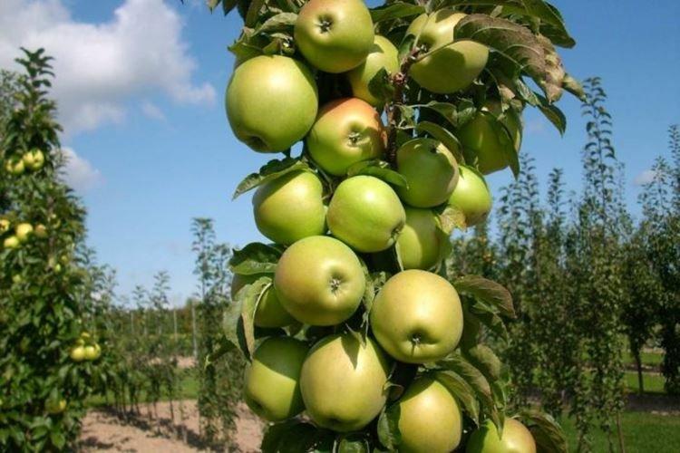 Президент - Сорта колоновидной яблони