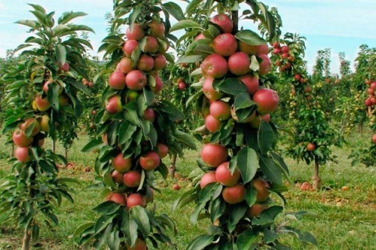 Триумф - Сорта колоновидной яблони