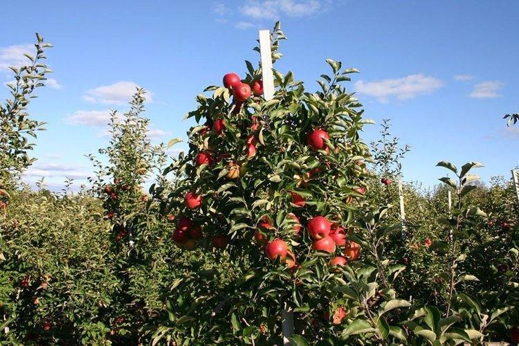 Размножение - Уход за колоновидной яблоней