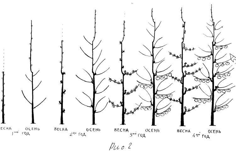 Обрезка - Уход за колоновидной яблоней