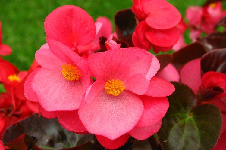 Температура воздуха - Комнатная бегония уход в домашних условиях