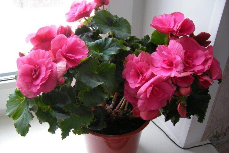 Удобрение и подкормка - Комнатная бегония уход в домашних условиях