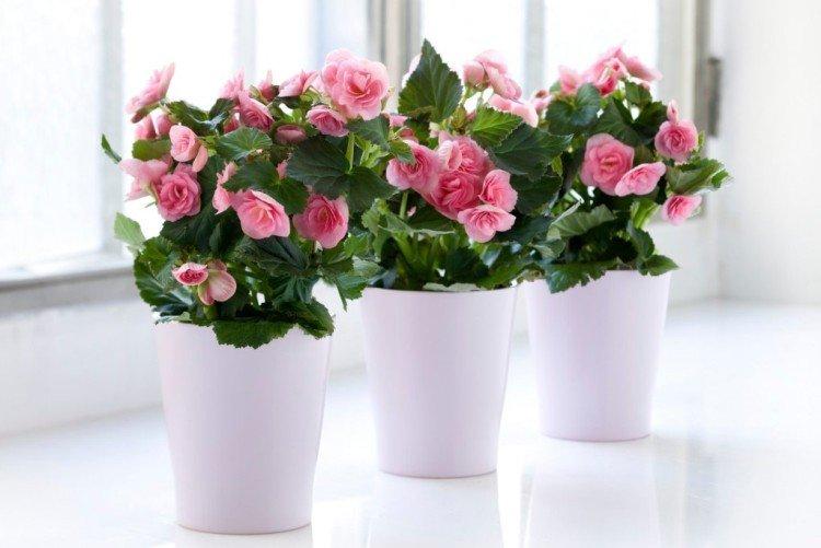 Важно - Комнатная бегония уход в домашних условиях