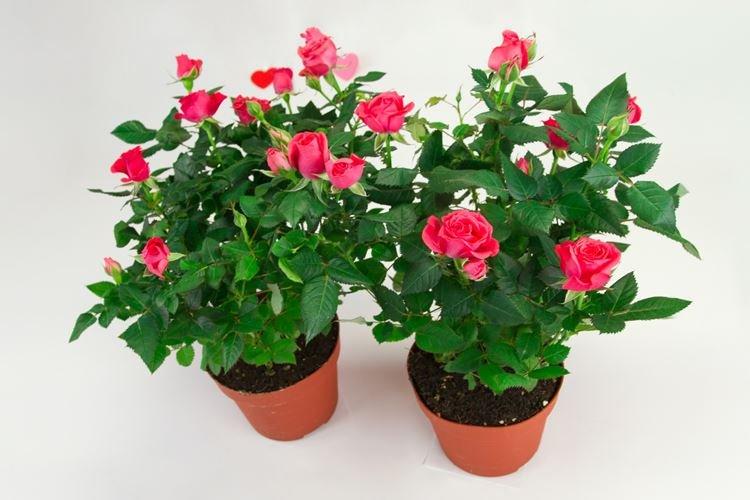 Розы патио - Виды комнатных роз