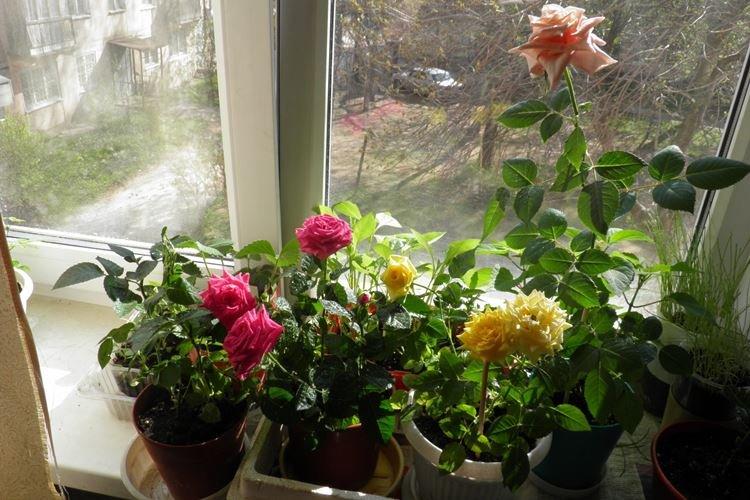 Температура - Уход за комнатными розами