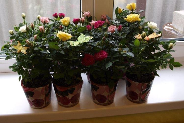 Освещение - Уход за комнатными розами