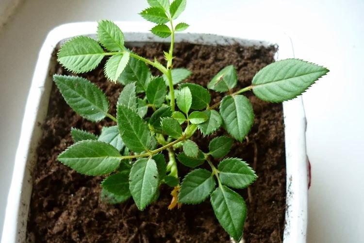 Почва - Уход за комнатными розами