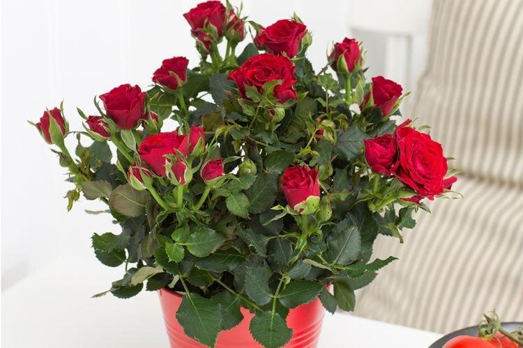 Удобрения и подкормка - Уход за комнатными розами