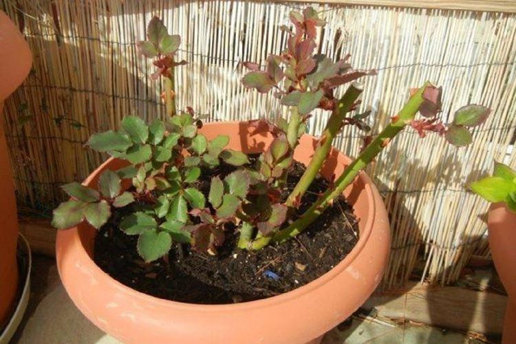 Обрезка - Уход за комнатными розами