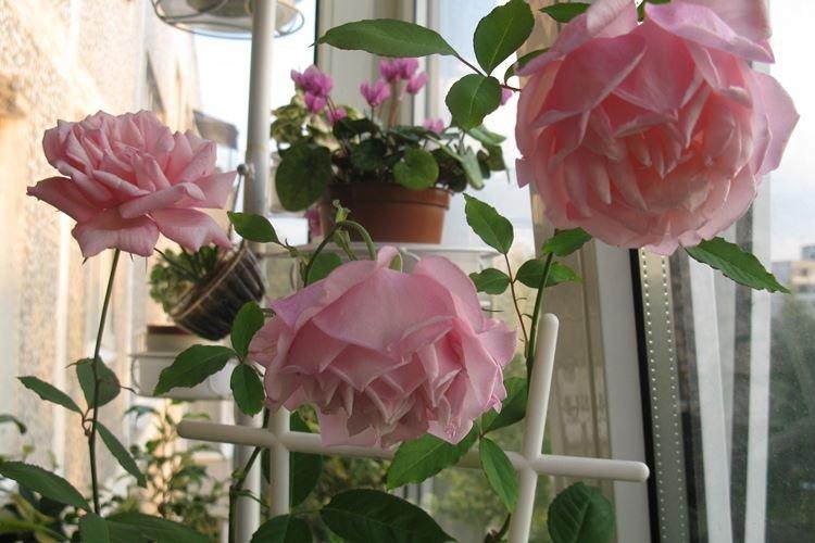 Комнатная роза - фото