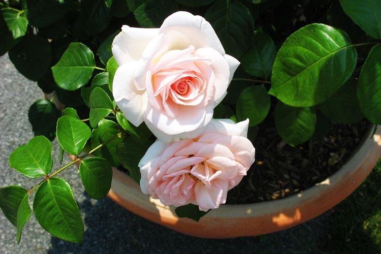 Комнатная роза - фото