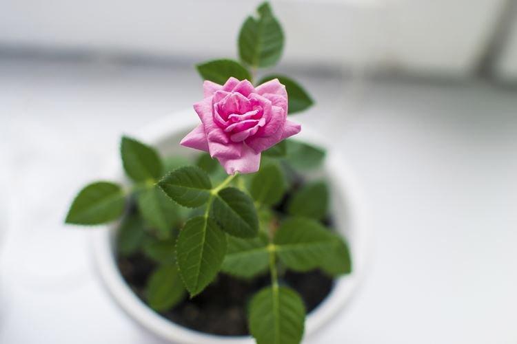 Комнатная роза - фото