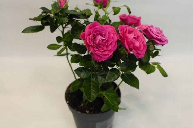 Комнатная роза - фото