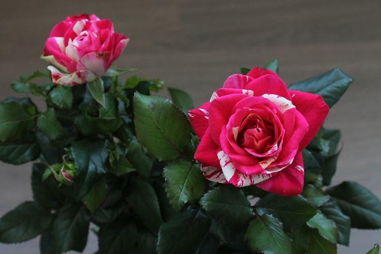 Комнатная роза - фото