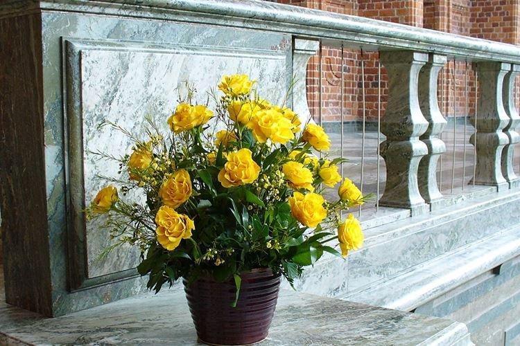 Комнатная роза - фото