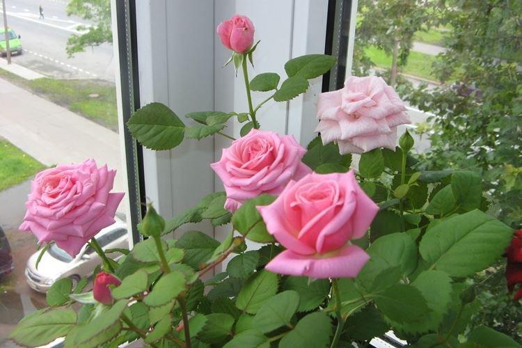 Комнатная роза - фото